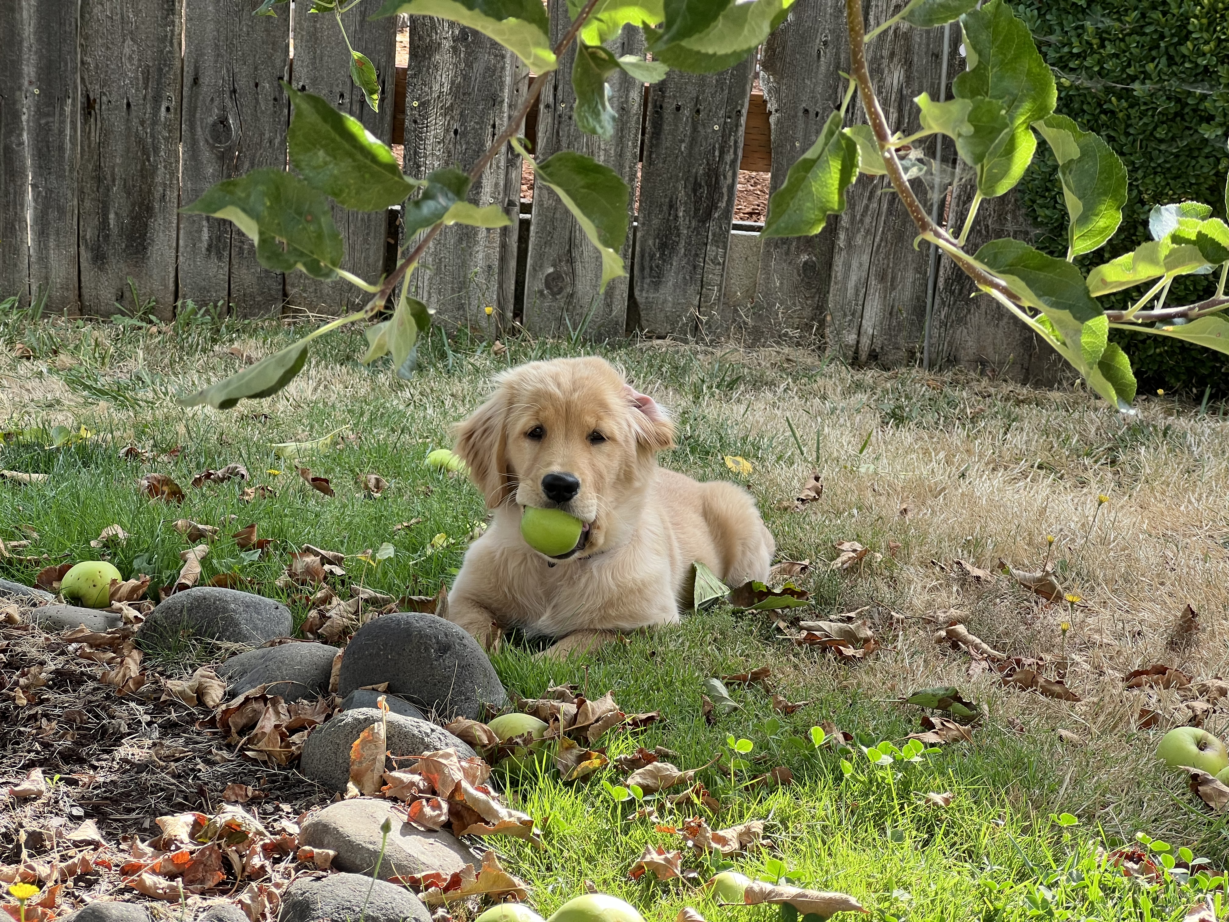 Cordelia lying beneath leafy branches with a green apple in her mouth