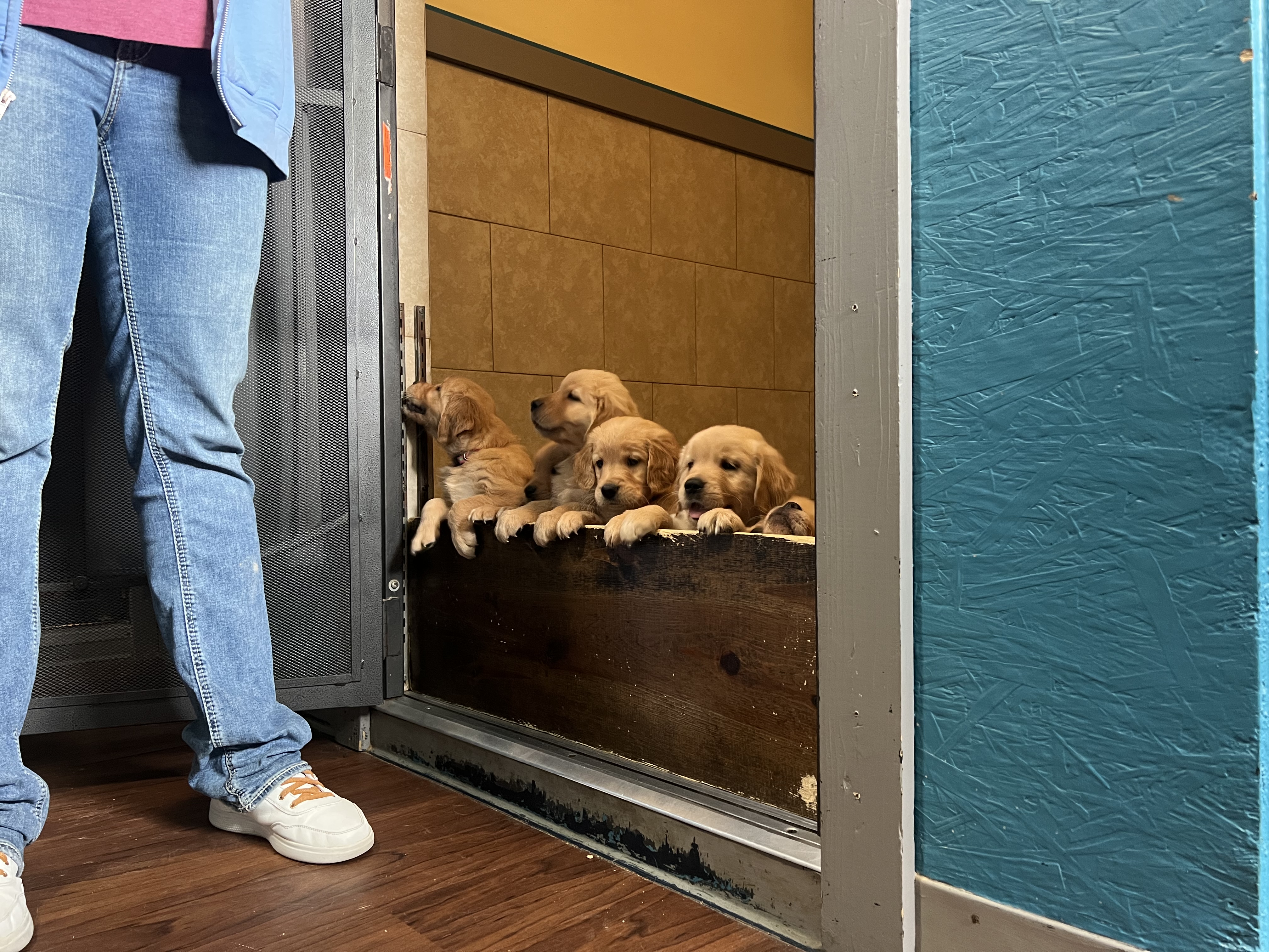 Golden retriever puppies peeking over a gate