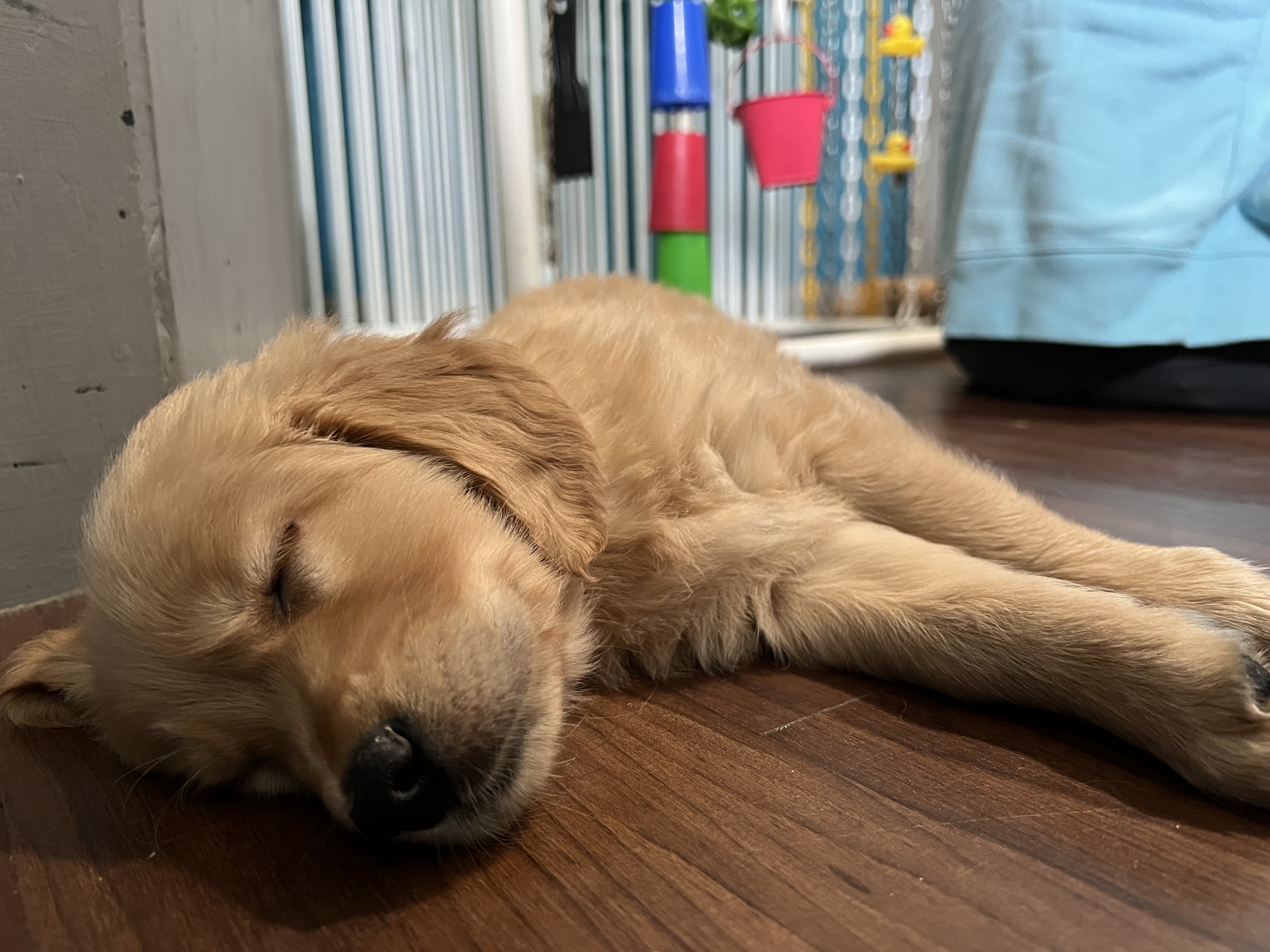 Cordelia sleeping peacefully on the floor