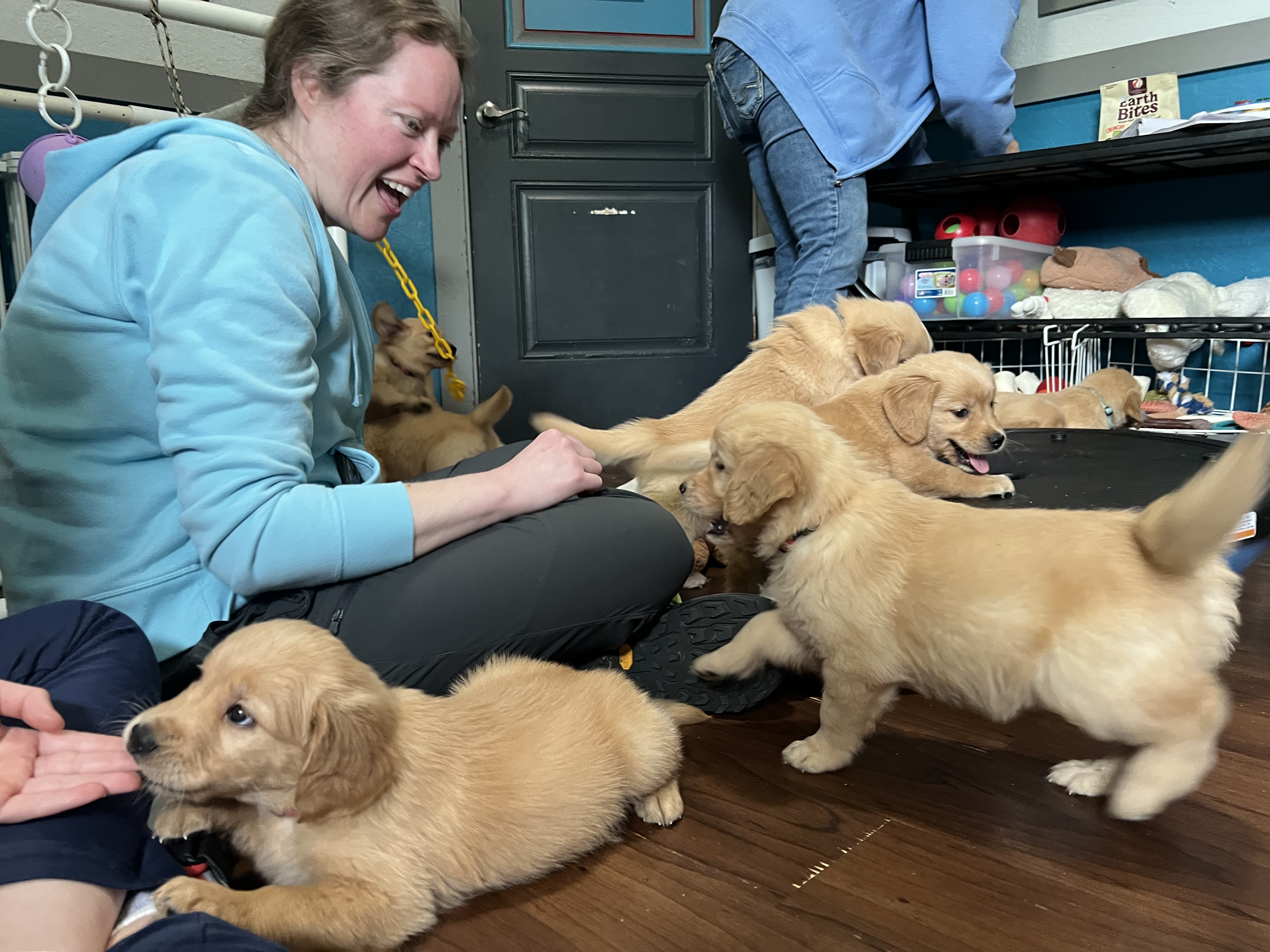 Golden retriever puppies playing indoors