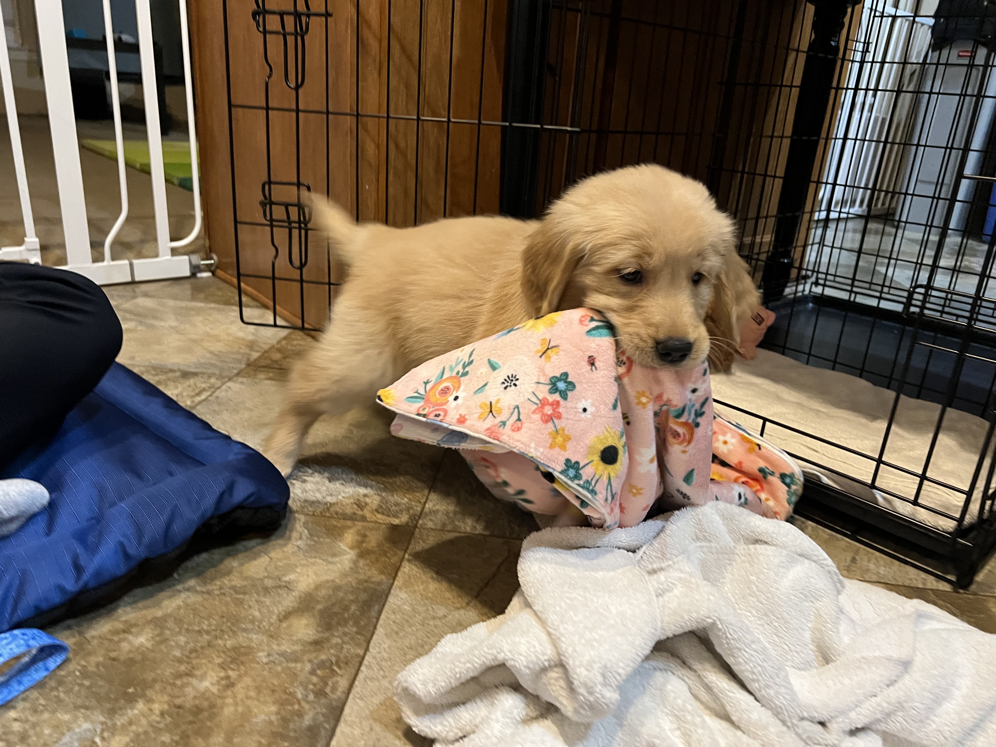Cordelia carrying a blanket near her crate