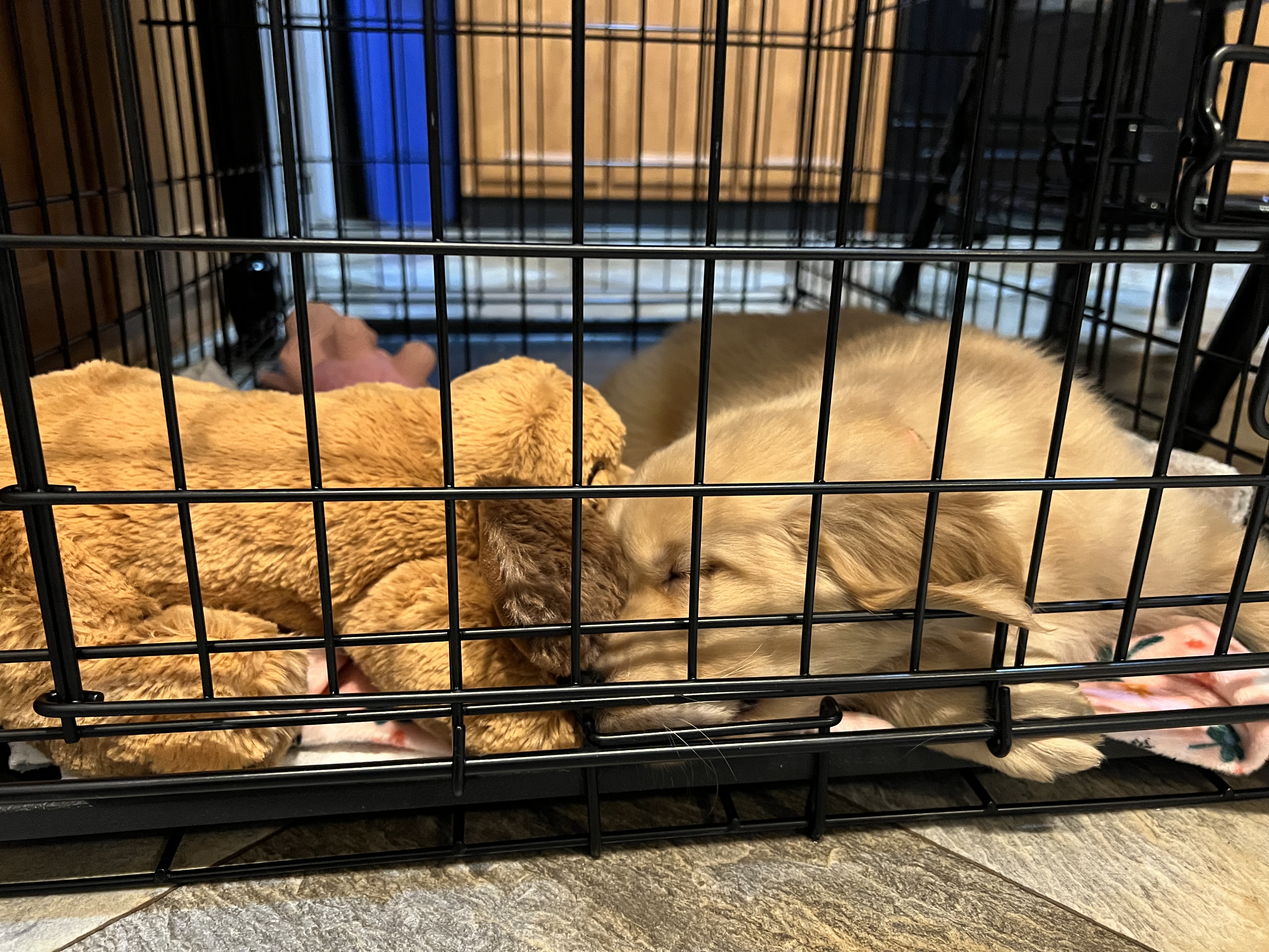 Cordelia sleeping in her crate with her stuffed animal