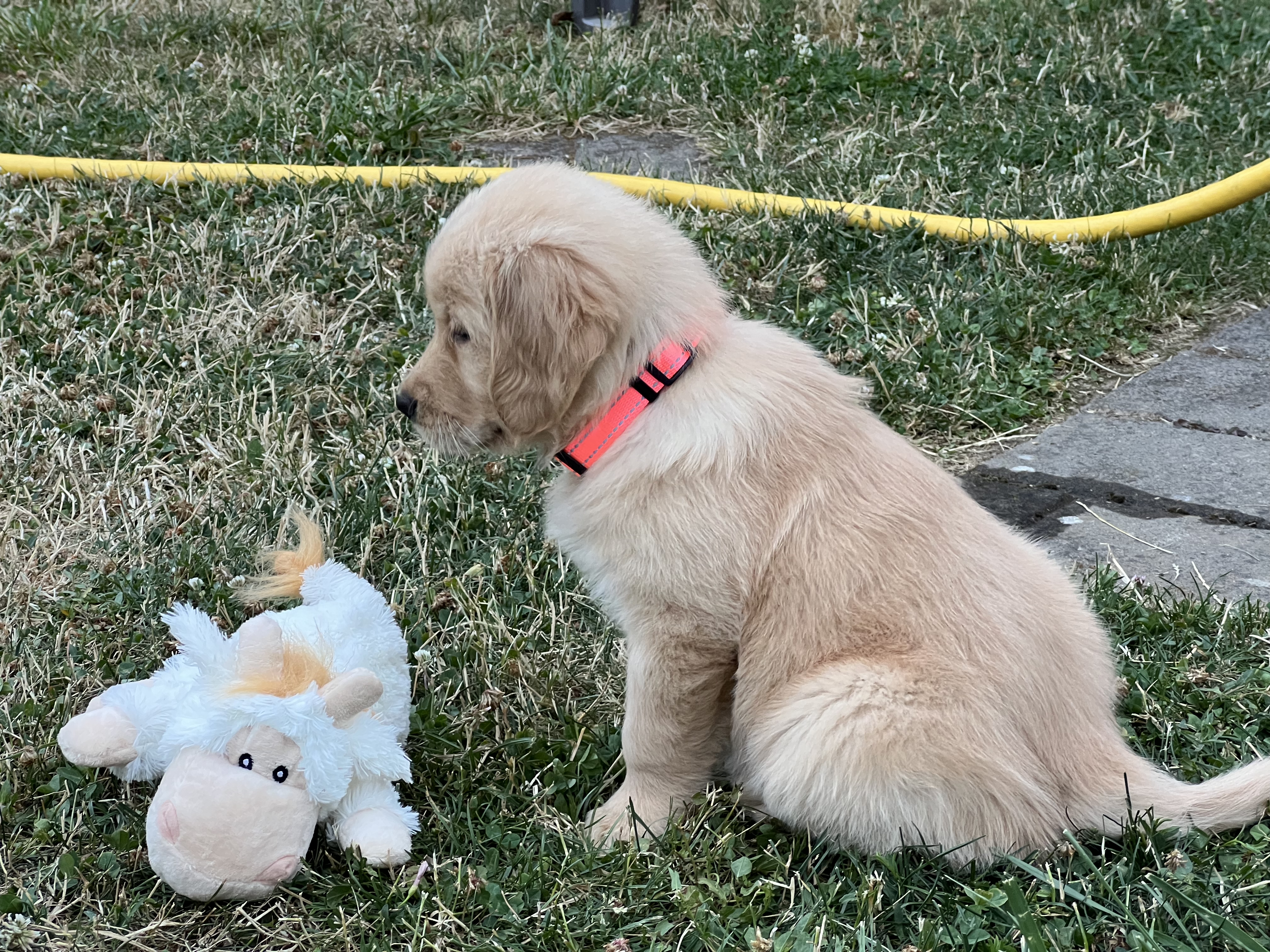 Cordelia sitting beside a stuffed lamb in the grass
