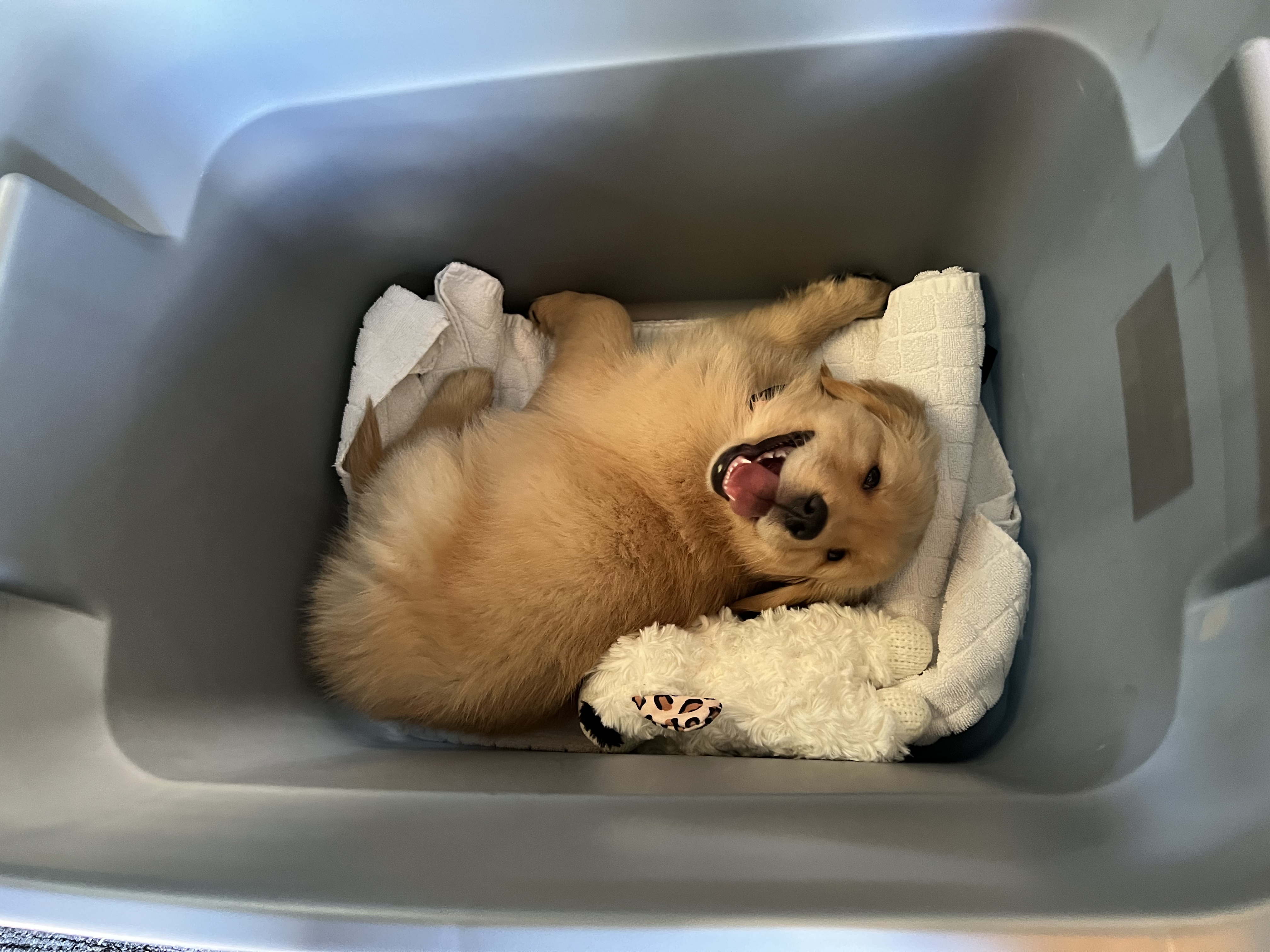 Cordelia curled inside a storage bin with her toy