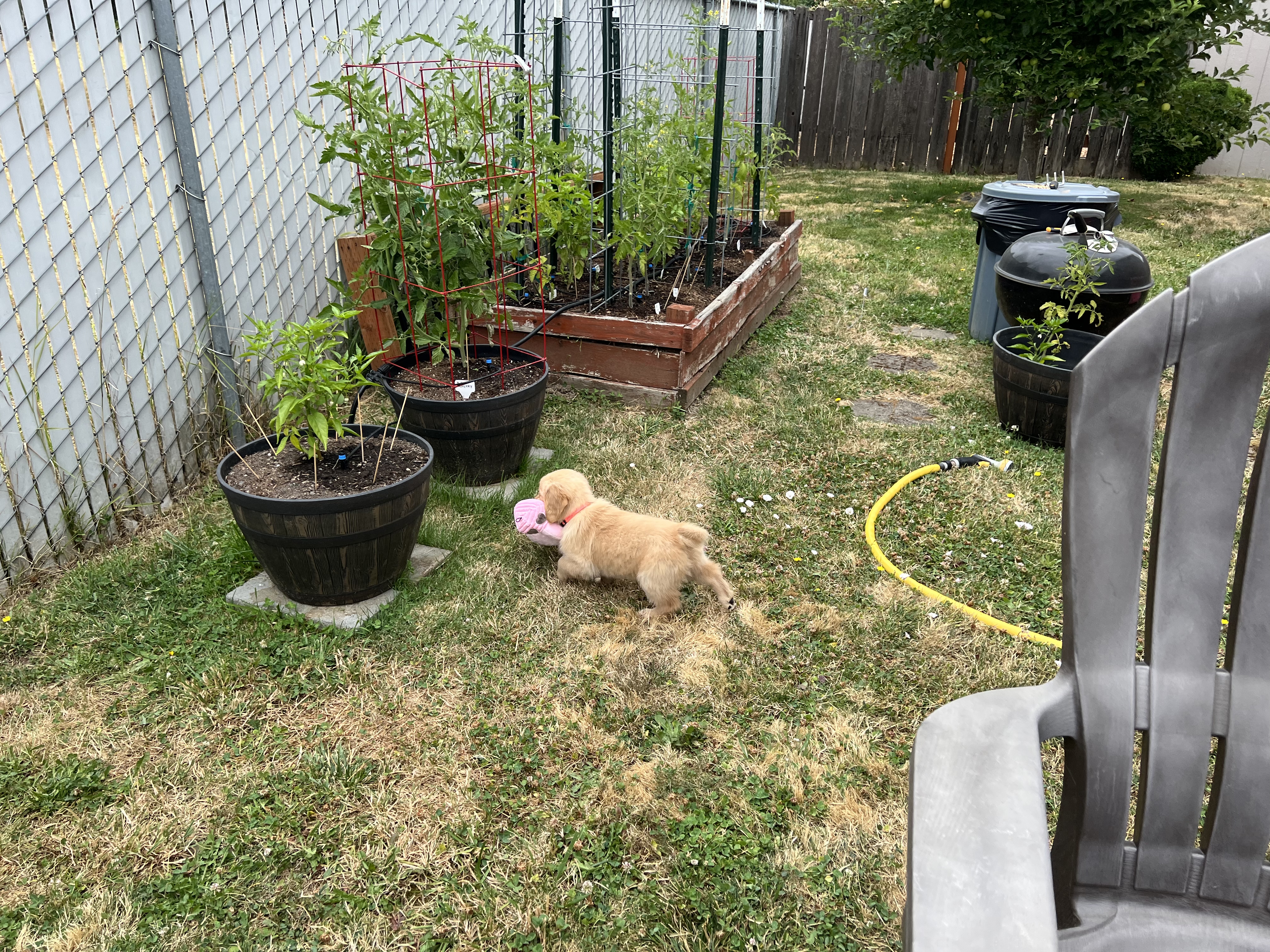 Cordelia carrying a pink toy in the garden