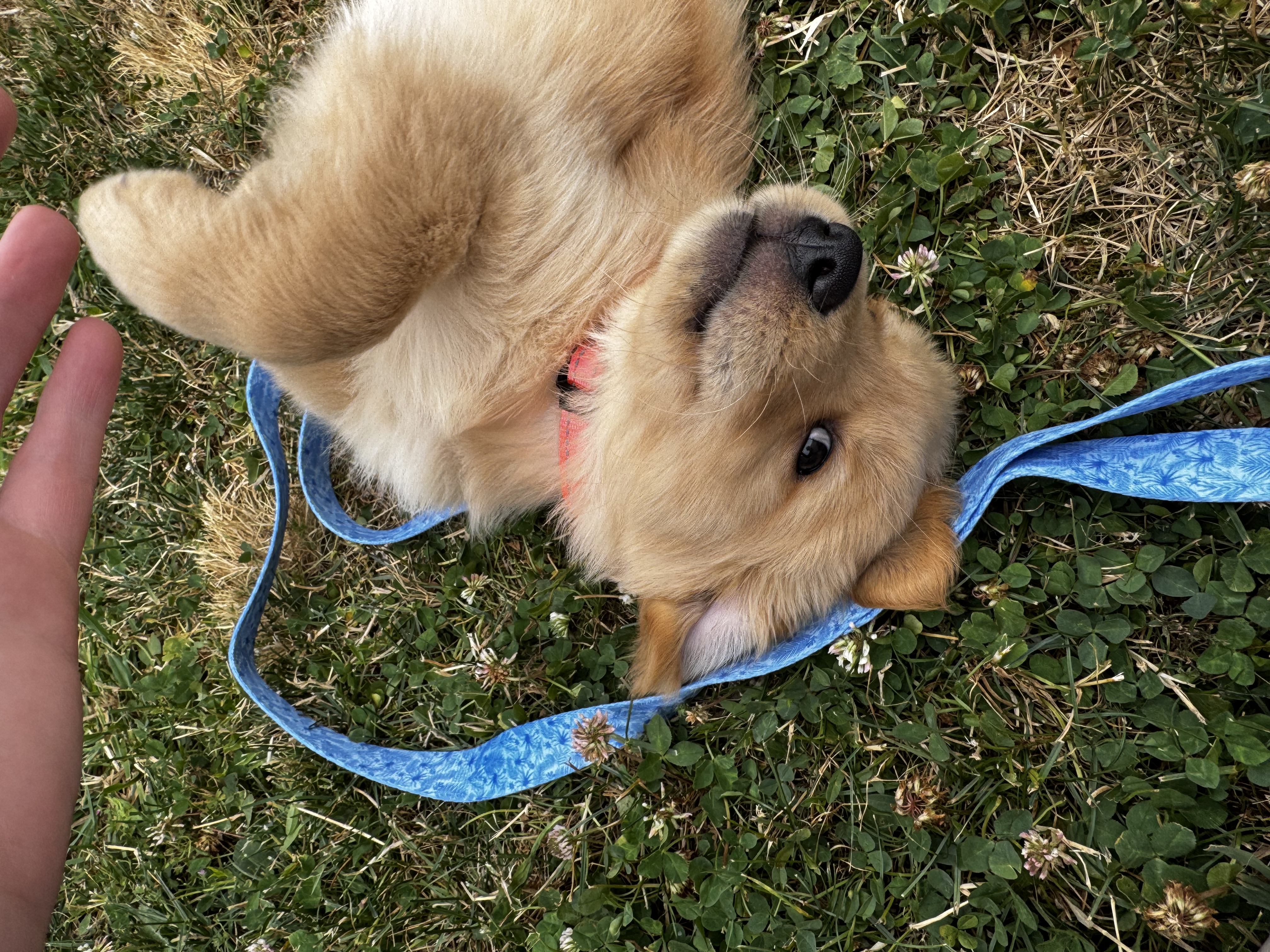 Cordelia rolling upside down in the grass