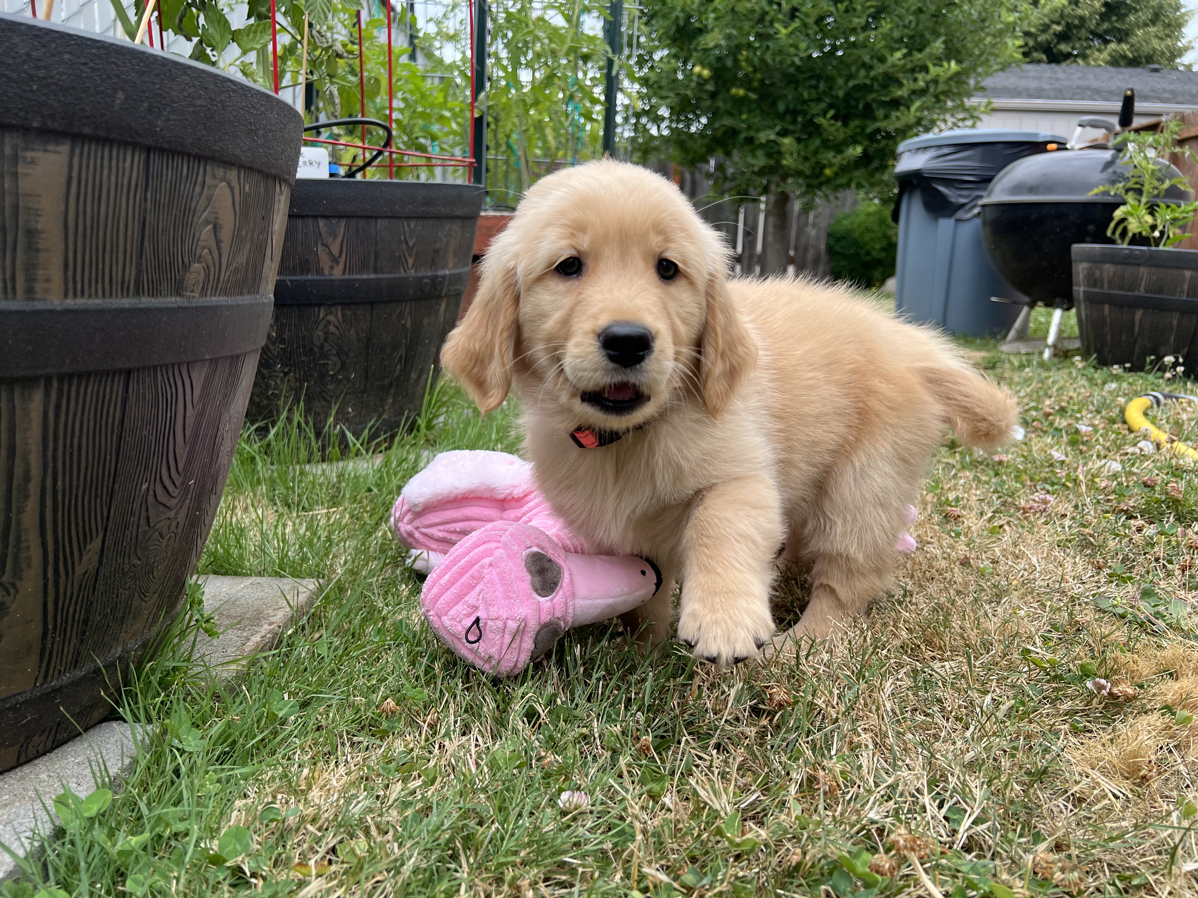 Young Cordelia standing in the grass with a pink toy
