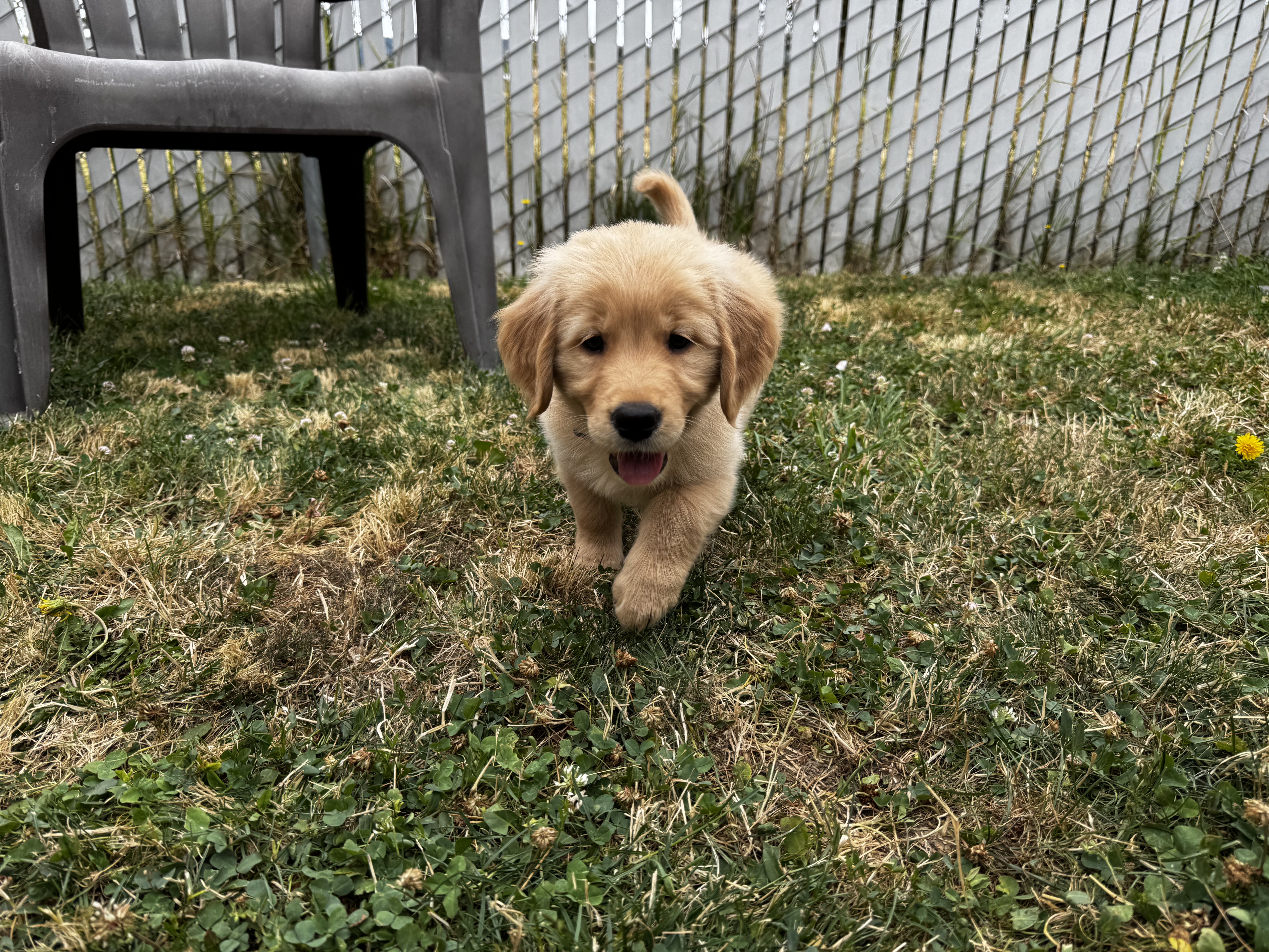 Young Cordelia walking through the grass