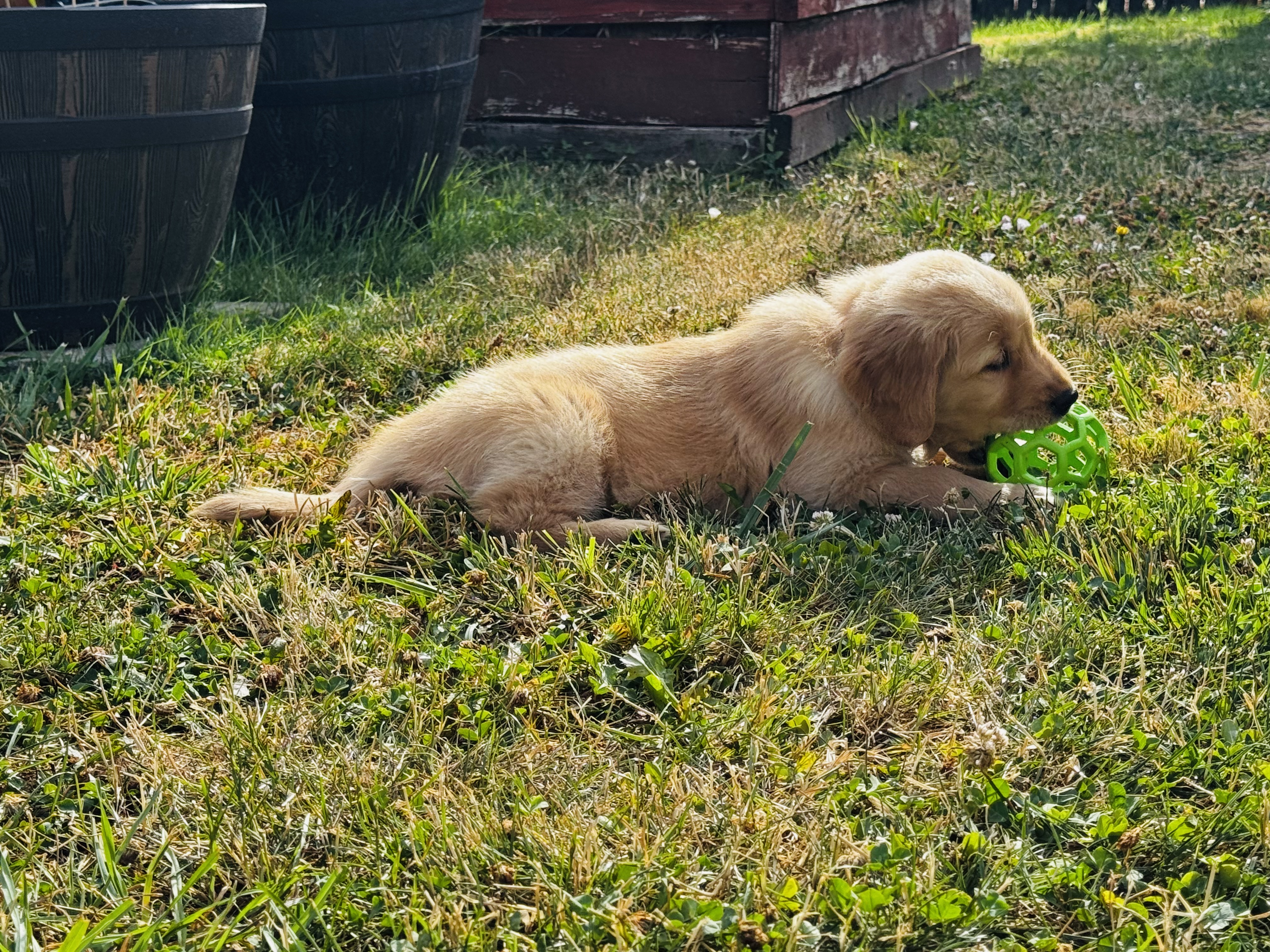 Cordelia lying in the grass with a green ball